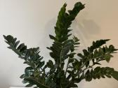 Sveikas, didelis zamiokulkas 94 cm (Pinigų medis) - nuotraukos Nr. 5