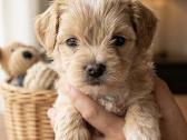 Maltipoo - nuotraukos Nr. 6
