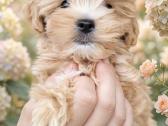 Maltipoo - nuotraukos Nr. 8