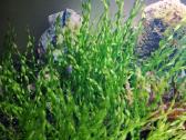 Akvariumo augalai