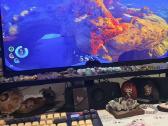 Alienware Aw3225qf 32 colių lenktas 4k Qd-oled 240 - nuotraukos Nr. 4