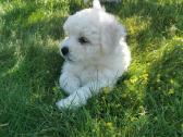 Kilmingi garbanotieji bišonai - nuotraukos Nr. 12