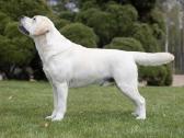 Labradoro retriveris reproduktorius kergimui - nuotraukos Nr. 3