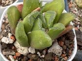 Parduodu haworthia hibrid, sukulentas - nuotraukos Nr. 4