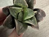 Parduodu haworthia hibrid, sukulentas - nuotraukos Nr. 5