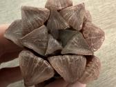 Parduodu haworthia hibrid, sukulentas - nuotraukos Nr. 6