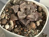 Parduodu haworthia hibrid, sukulentas - nuotraukos Nr. 7