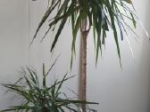 Dracena dviejų stiebų