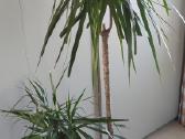 Dracena dviejų stiebų - nuotraukos Nr. 2