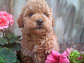 Maltipoo