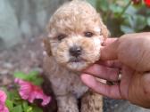 Maltipoo - nuotraukos Nr. 2