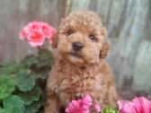 Maltipoo - nuotraukos Nr. 3