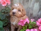 Maltipoo - nuotraukos Nr. 4