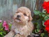 Maltipoo - nuotraukos Nr. 5