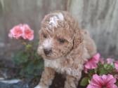 Maltipoo - nuotraukos Nr. 6