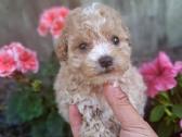 Maltipoo - nuotraukos Nr. 7