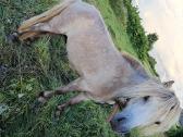 Ponis