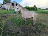 Ponis - nuotraukos Nr. 2