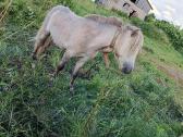 Ponis - nuotraukos Nr. 3