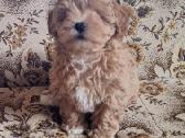 Maltipoo šuniukai