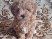 Maltipoo šuniukai - nuotraukos Nr. 2