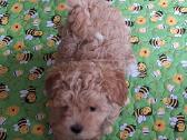 Maltipoo šuniukai - nuotraukos Nr. 3