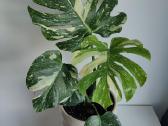 Monstera Thai Constellation