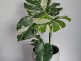 Monstera Thai Constellation - nuotraukos Nr. 2