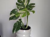 Monstera Thai Constellation - nuotraukos Nr. 3