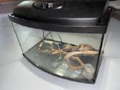 Nedidelis akvariumas