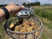 Bulvės didmaišiais - tiesiai iš lauko - nuotraukos Nr. 2