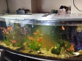 Parduodu 400ltr akvariuma