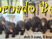 Nuostabūs garbanoti retriveriai ! Tornado Beta Fci