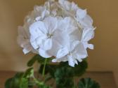 Pelargonija