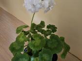 Pelargonija - nuotraukos Nr. 2