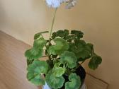 Pelargonija - nuotraukos Nr. 3