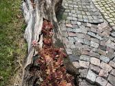 Braškių , žemuogių daigai, aviečių daigai kaštonai - nuotraukos Nr. 34