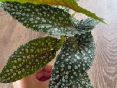 Begonia Maculata Karpinukai