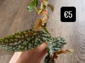 Begonia Maculata Karpinukai - nuotraukos Nr. 3
