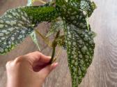 Begonia Maculata Karpinukai - nuotraukos Nr. 4