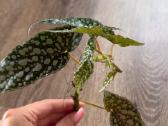 Begonia Maculata Karpinukai - nuotraukos Nr. 5