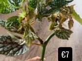 Begonia Maculata Karpinukai - nuotraukos Nr. 6
