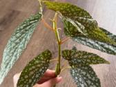 Begonia Maculata Karpinukai - nuotraukos Nr. 7