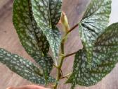 Begonia Maculata Karpinukai - nuotraukos Nr. 8