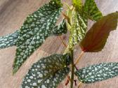 Begonia Maculata Karpinukai - nuotraukos Nr. 9