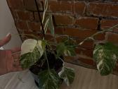 Monstera variagata