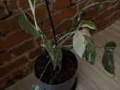 Monstera variagata - nuotraukos Nr. 2