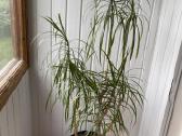 Dracena