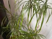 Dracena - nuotraukos Nr. 2
