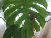 Monstera deliciosa dideliais karpytais lapais - nuotraukos Nr. 2